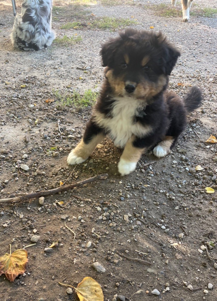 Des Monts Des Templiers - Chiot disponible  - Berger Australien