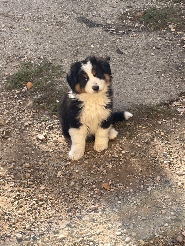 Des Monts Des Templiers - Chiot disponible  - Berger Australien