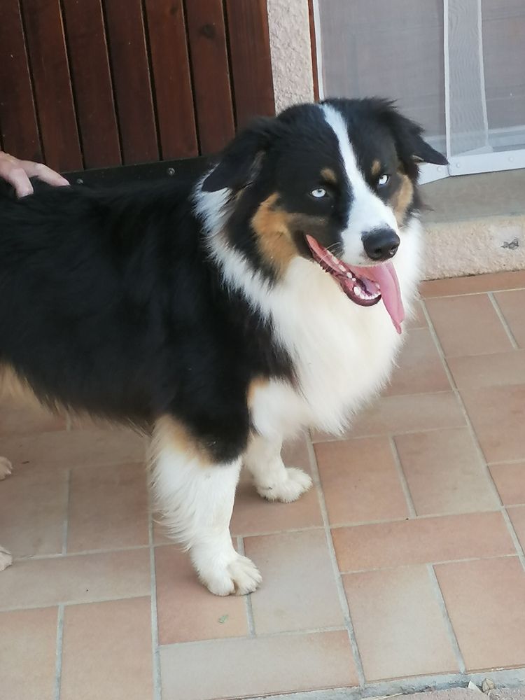 Rocky des merveilles d'ilona